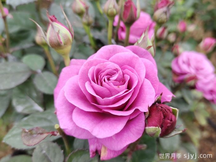 冥王星阳台月季Pluto King Terrazza(图3)