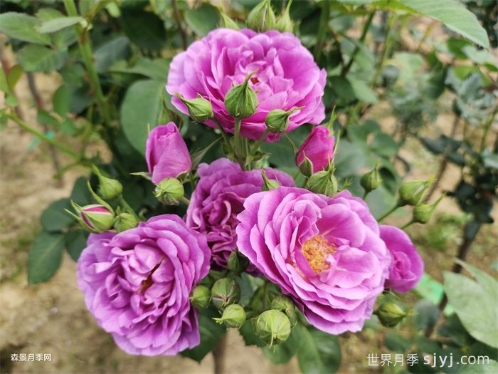 冥王星阳台月季Pluto King Terrazza(图4)