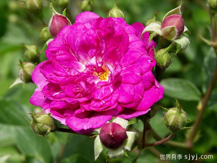 甜蜜马车月季/爆香紫月季Sweet Chariot(图2)