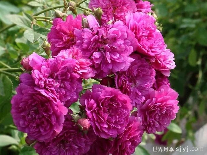 甜蜜马车月季/爆香紫月季Sweet Chariot(图3)