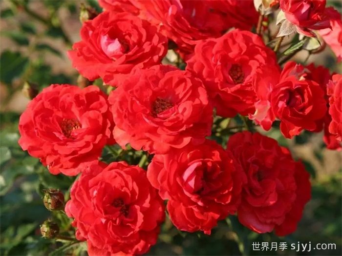 矮仙女09月季Zwergenfee09(图1)