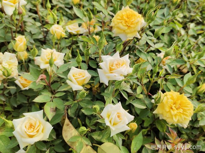 金太阳月季Gold Sun(图2)