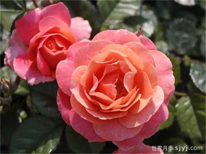 假日阳台月季Fiesta Terrazza(图1)