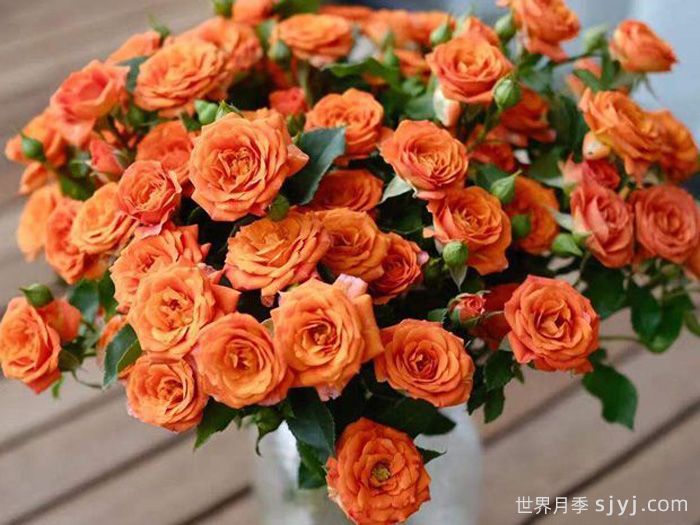 橙色芭比月季/橙色宝石月季Orange Jewel(图1)