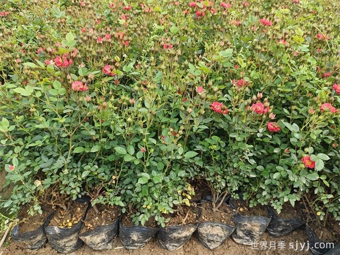 红宝石月季(微型)(图4)