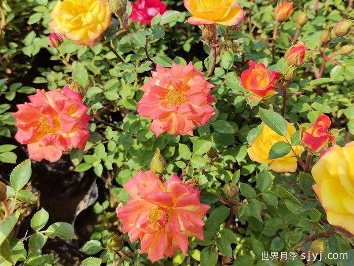 微彩虹月季(图3)