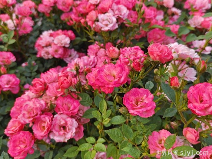 和谐月季Harmonie(图2)