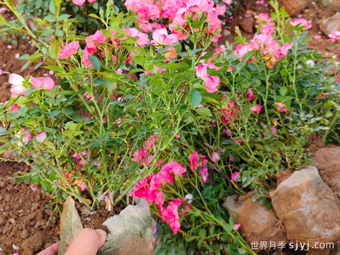 和谐月季Harmonie(图5)