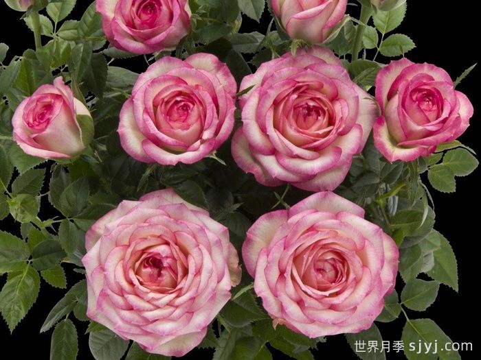 柯德娜月季Kordana(科德娜)(图1)