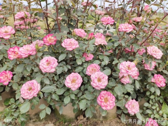 旋转木马月季/旋转木马柯德娜月季Carousel Kordana(图3)