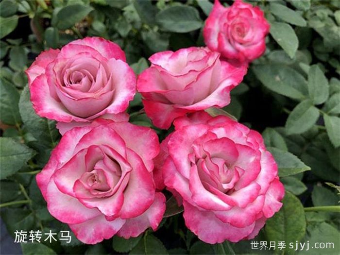 旋转木马月季/旋转木马柯德娜月季Carousel Kordana(图2)