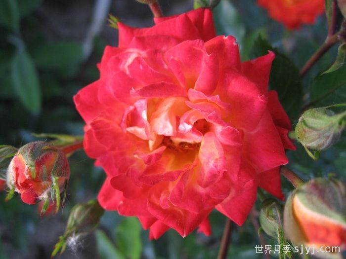 太阳姑娘月季Sun Maid(图1)