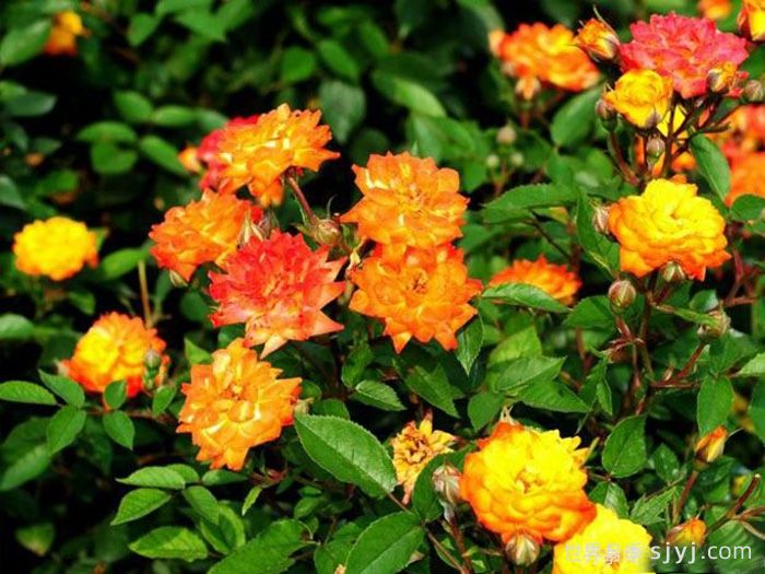 太阳姑娘月季Sun Maid(图2)