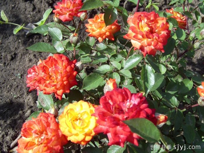 太阳姑娘月季Sun Maid(图3)