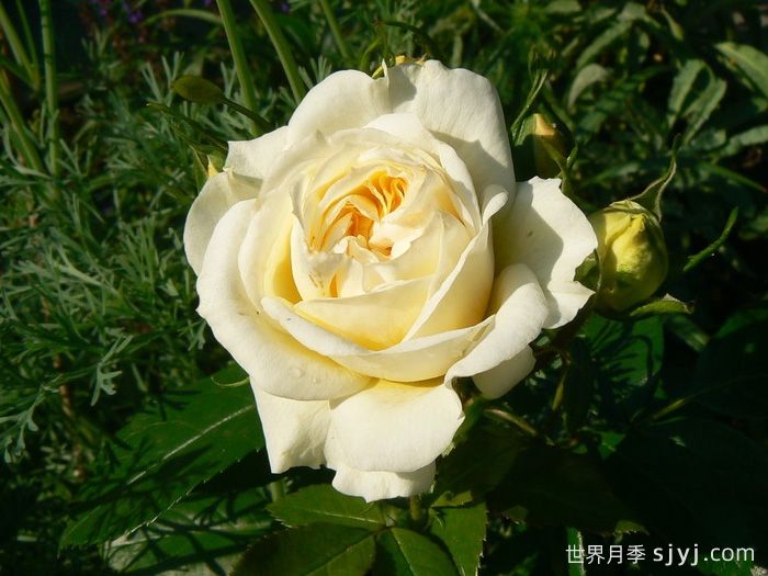 天使花环月季/天使门廊月季Angel Flower Circus(图1)