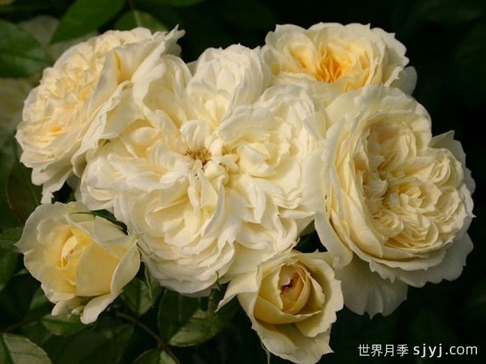 天使花环月季/天使门廊月季Angel Flower Circus(图2)