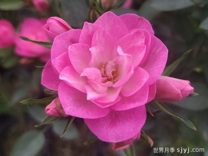 天荷繁星月季/天荷Heavenly Lotus(图1)