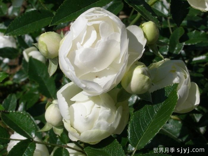 白柯斯特月季/白科斯特月季White Koster(图1)