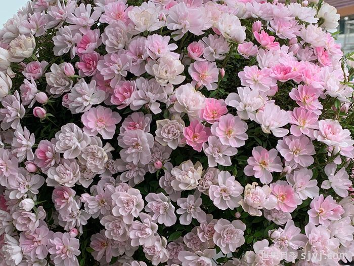 姬乙女月季/须惠姬月季/姬Suehime(图3)