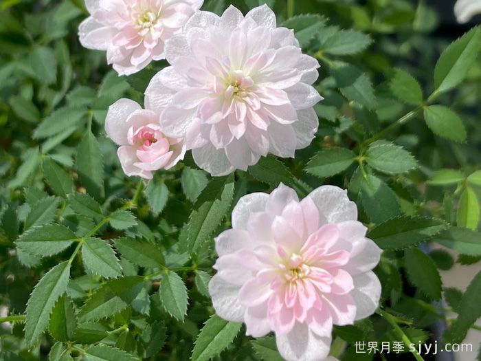 姬乙女月季/须惠姬月季/姬Suehime(图1)