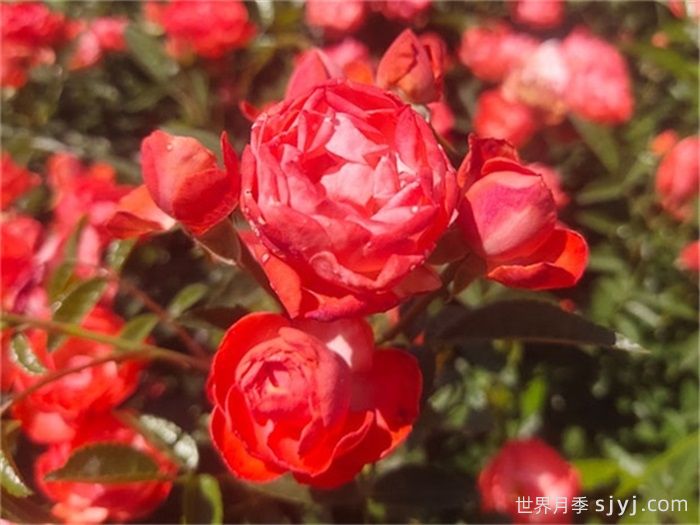 红柯斯特月季/红科斯特月季Red Koster(图1)