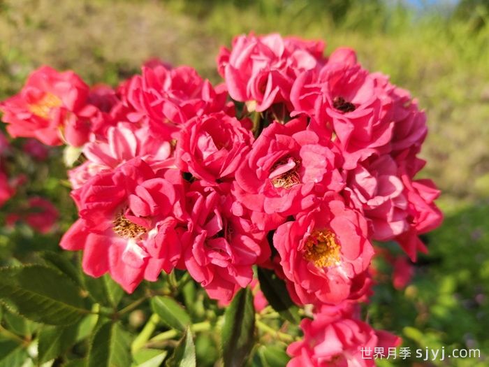 红柯斯特月季/红科斯特月季Red Koster(图2)