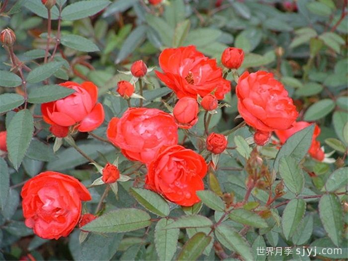 红柯斯特月季/红科斯特月季Red Koster(图3)