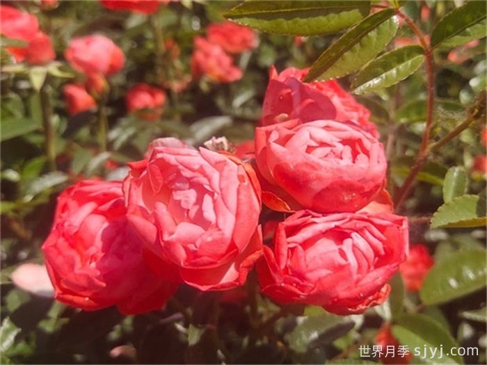 橙柯斯特月季/橙科斯特Margo Koster(图3)