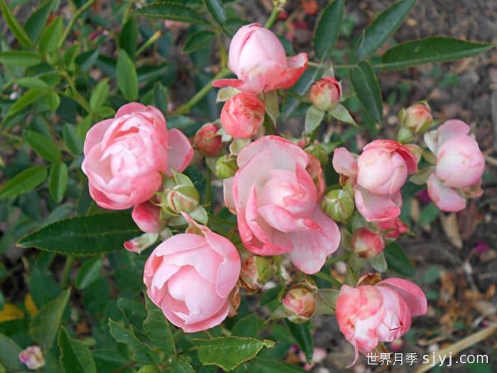 粉柯斯特月季/粉科斯特月季Pink Margo Koster(图2)