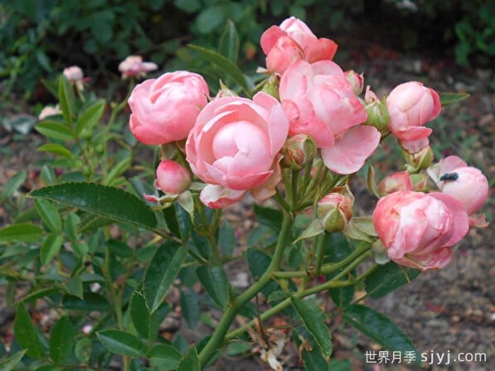 粉柯斯特月季/粉科斯特月季Pink Margo Koster(图4)