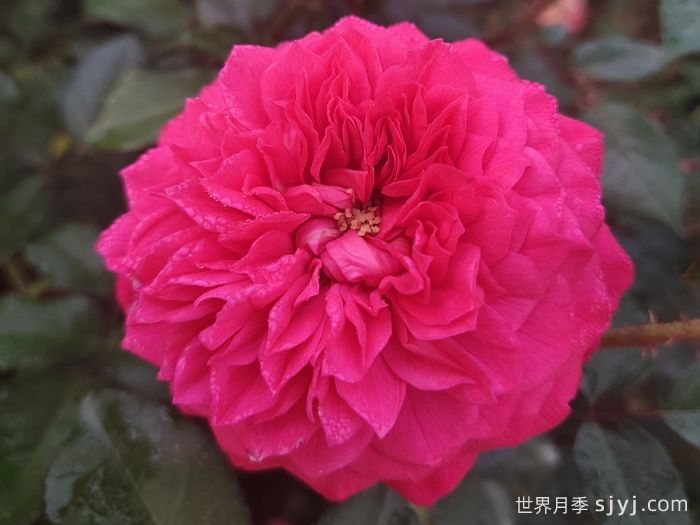 榴花秋舞月季(图1)