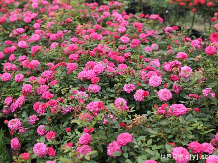 榴花秋舞月季(图3)