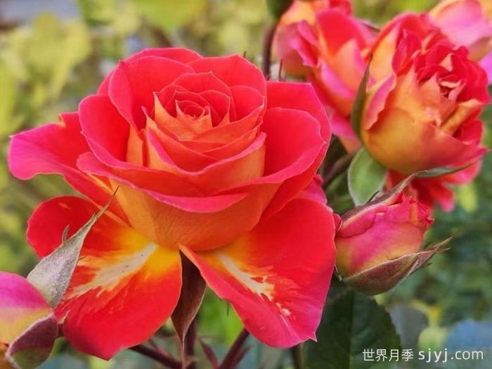 双鱼座月季/双鱼座阳台月季Rose Terrazza Pisce(图1)