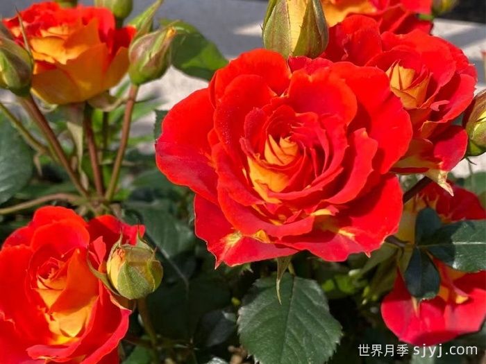 双鱼座月季/双鱼座阳台月季Rose Terrazza Pisce(图2)