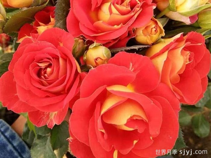 双鱼座月季/双鱼座阳台月季Rose Terrazza Pisce(图3)