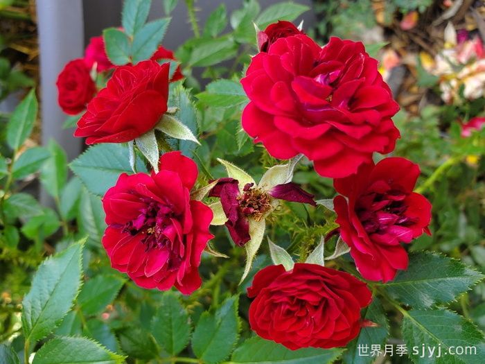 无条件的爱月季Unconditional love(图1)