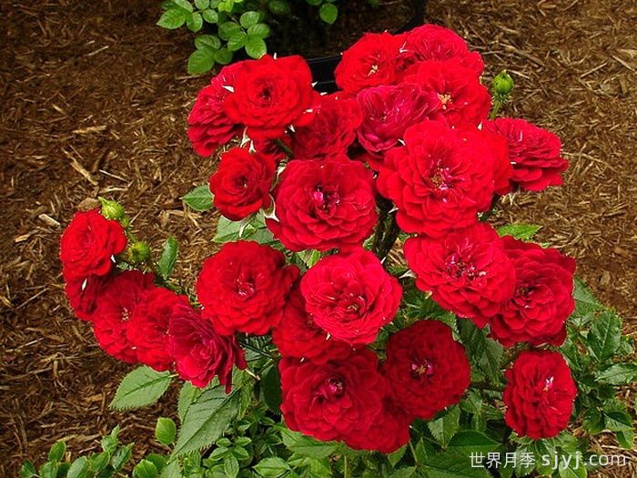 无条件的爱月季Unconditional love(图2)