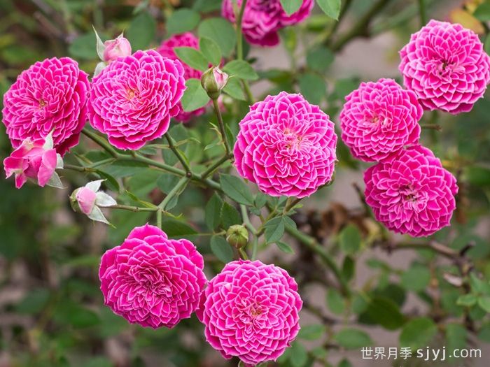 马里奥塔月季Marriotta(图2)