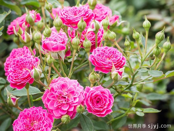 马里奥塔月季Marriotta(图4)