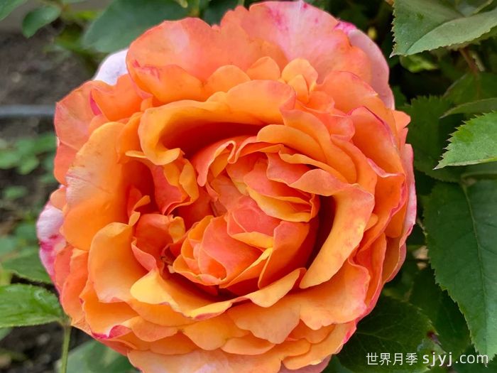 永远的艾帕索月季El Paso Forever(图1)