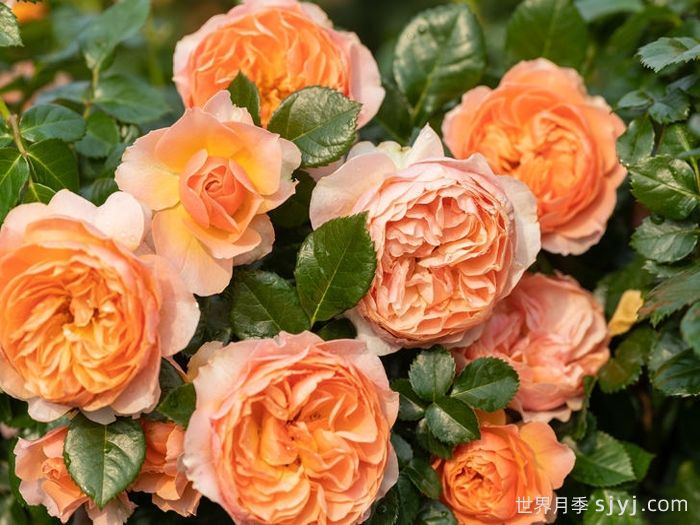 杏色露台月季Abricot Terrazza(图1)