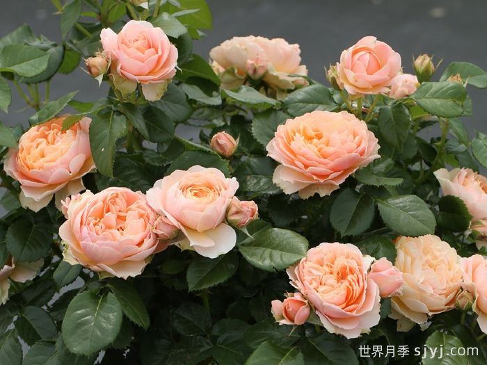 杏色露台月季Abricot Terrazza(图2)