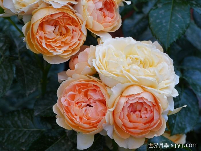 杏色露台月季Abricot Terrazza(图3)