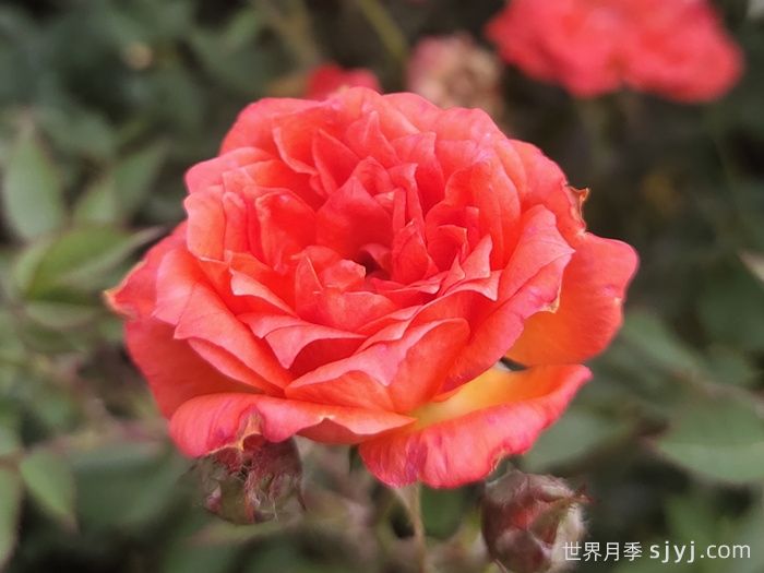 草裙舞女月季Hula Girl(图1)