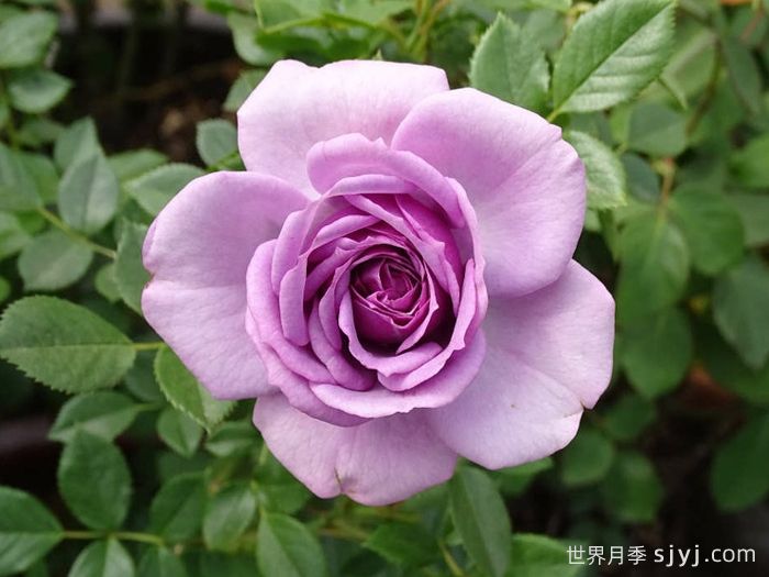 薰衣草门廊月季/紫色花环/薰衣草阳台/薰衣草花环Lavender Flower Circus(图1)