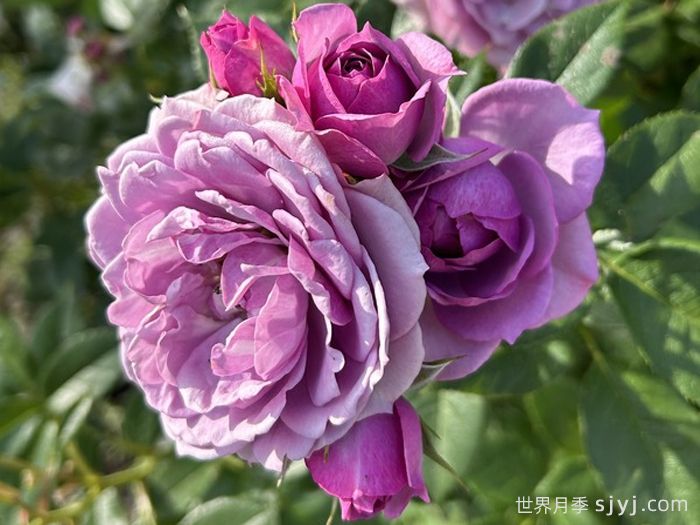 薰衣草门廊月季/紫色花环/薰衣草阳台/薰衣草花环Lavender Flower Circus(图3)