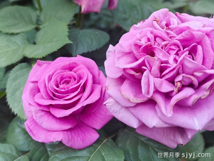 薰衣草门廊月季/紫色花环/薰衣草阳台/薰衣草花环Lavender Flower Circus(图2)