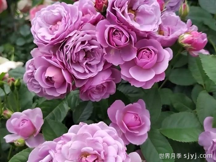 薰衣草花束月季/薰衣草花环月季Lavender Bouquet(图1)