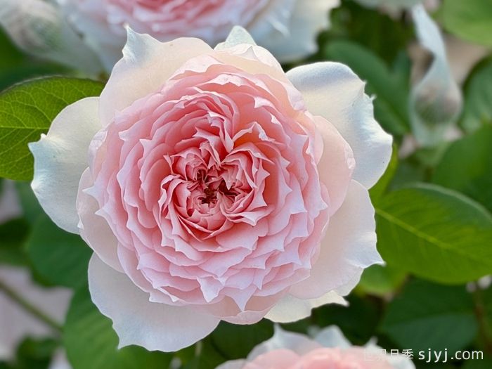 莫妮卡戴维月季Monique Darve(图4)