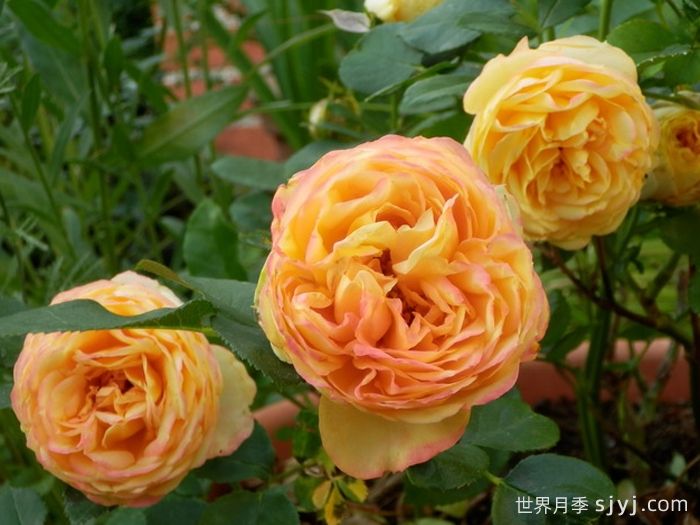 芒果浪漫月季Mango Romantica(图2)